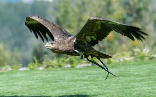 Falknerei Adlerwarte Obernberg