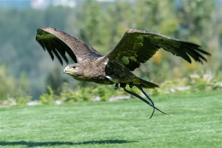 Falknerei Adlerwarte Obernberg