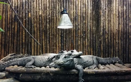 Reptilienzoo Nockalm