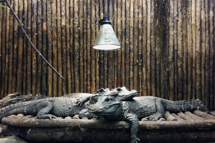 Reptilienzoo Nockalm