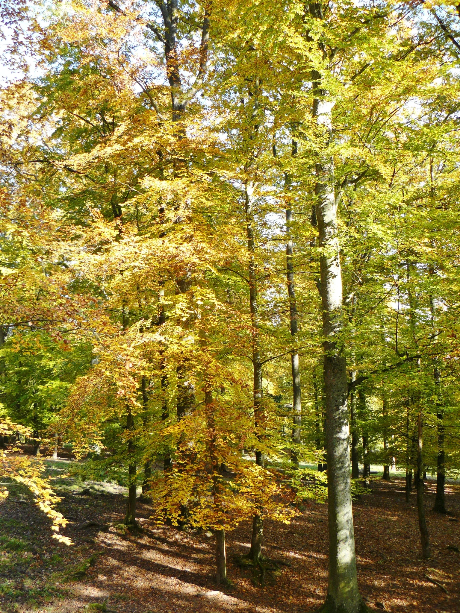 Wildparadies Tripsdrill