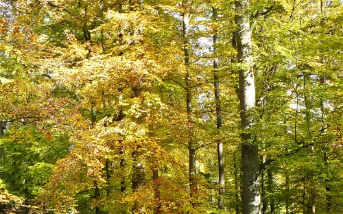 Wildparadies Tripsdrill