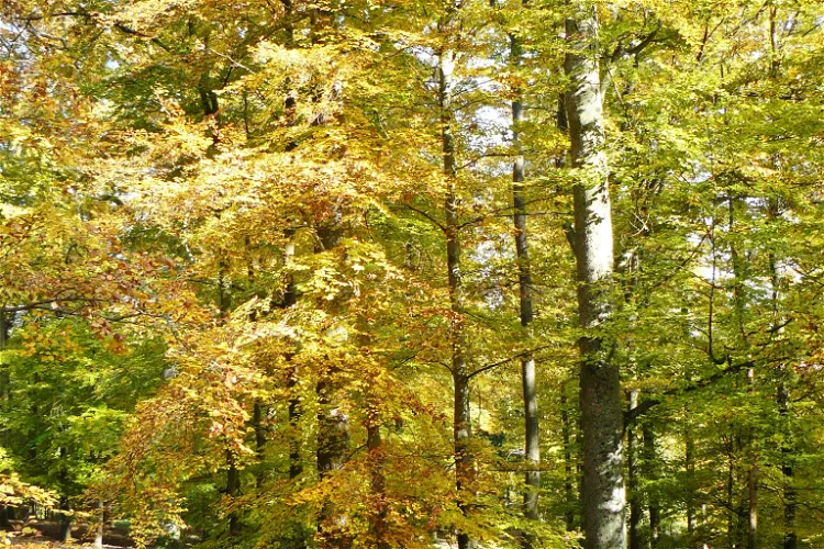 Wildparadies Tripsdrill
