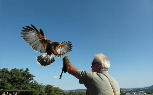 Adlerwarte Kreuzenstein