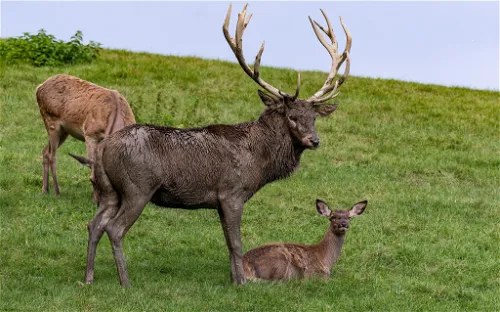 Tierpark Altenfelden