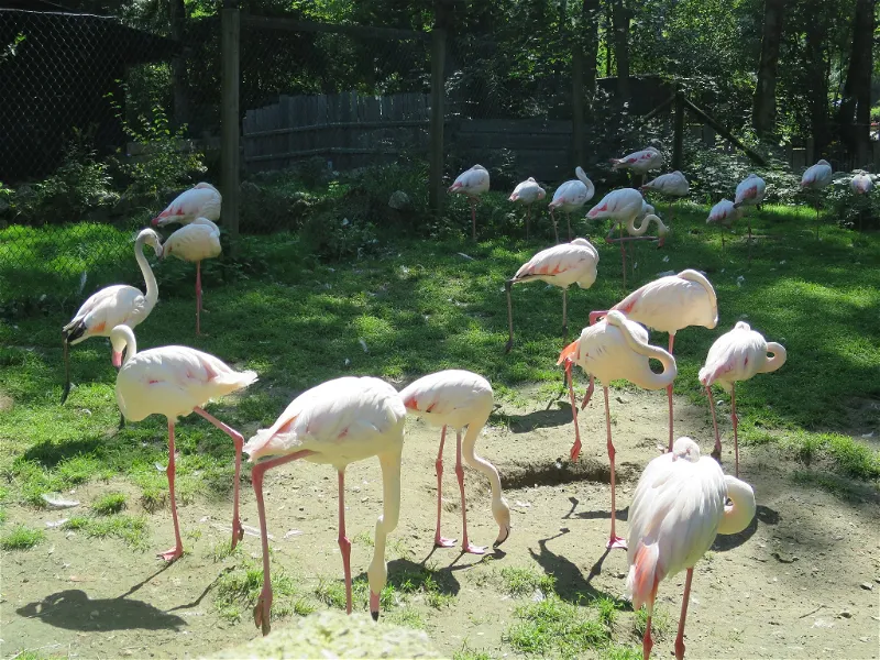 Raritätenzoo Ebbs (Wagrain-Mühltal) - Visitor Information & Reviews
