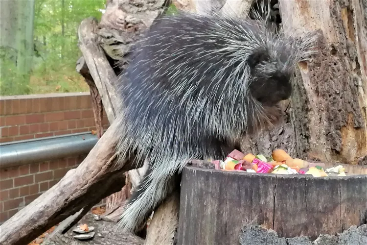 Cottbus Zoo