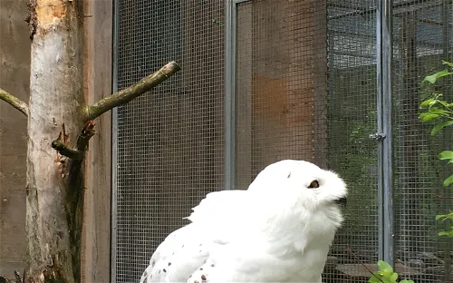 Brienz Wildlife Park