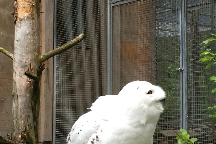 Brienz Wildlife Park