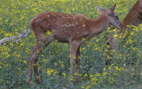 Naturpark Purkersdorf