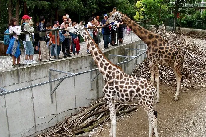 Schmiding ZOO