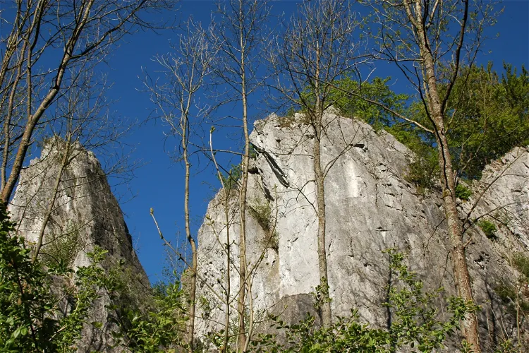 Wildpark Bilsteintal