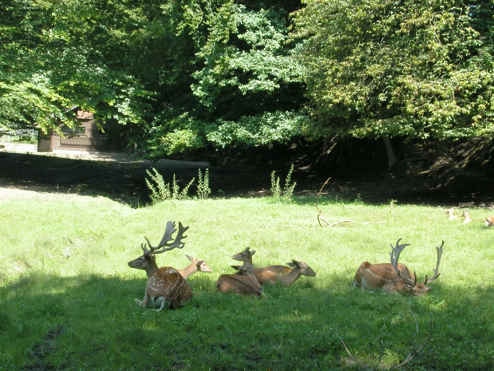 Arche-Park Tiergehege Witthausbusch