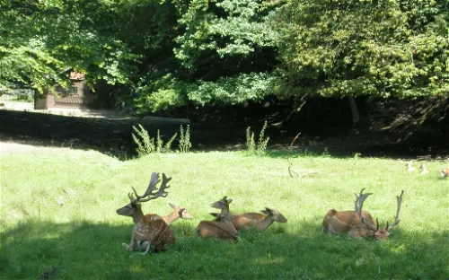 Arche-Park Tiergehege Witthausbusch