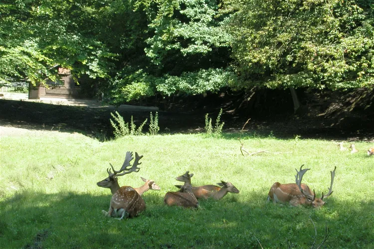 Arche-Park Tiergehege Witthausbusch