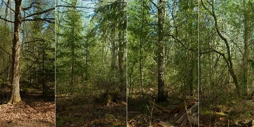Door de bomen het bos
