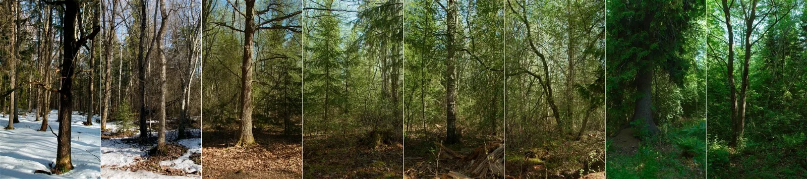 The Wood for the Trees