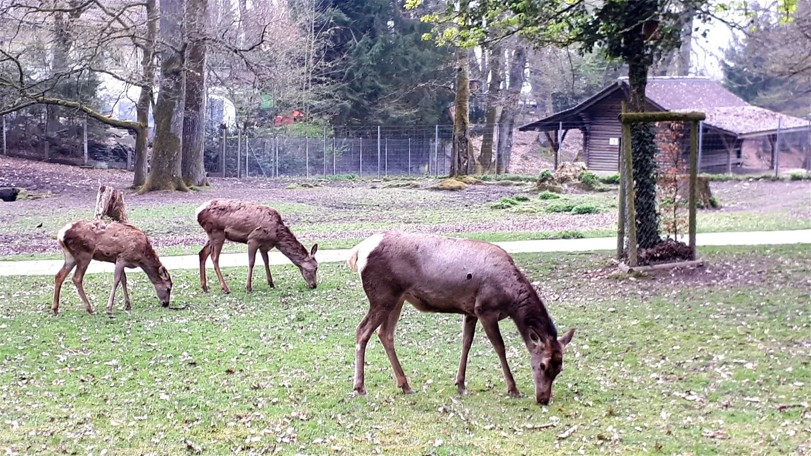 Wildpark Heitern