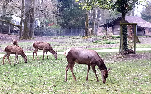 Wildpark Heitern