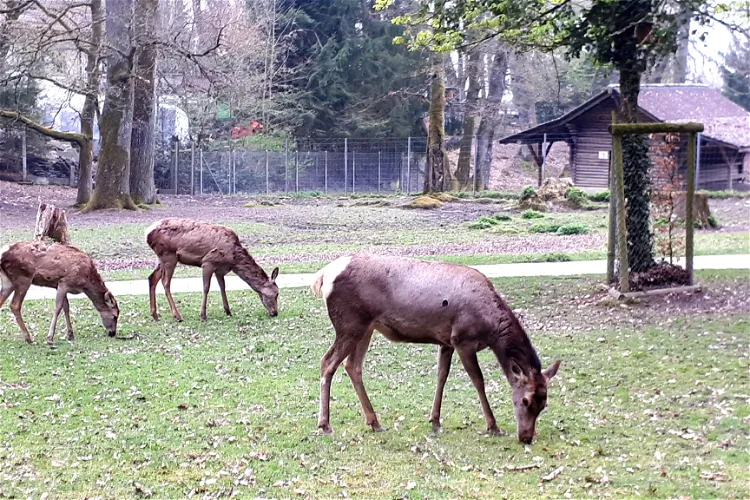 Wildpark Heitern