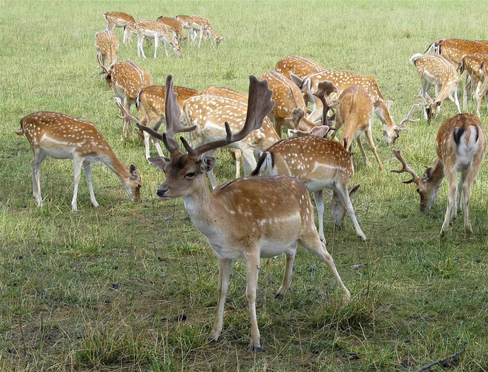 Wildgehege Huckelberg