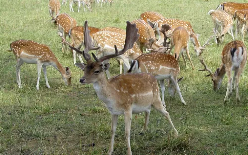 Wildgehege Huckelberg
