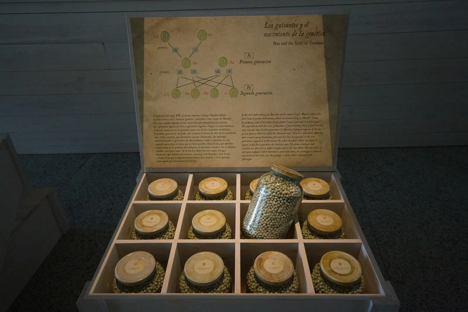 Museo de la Evolución Humana