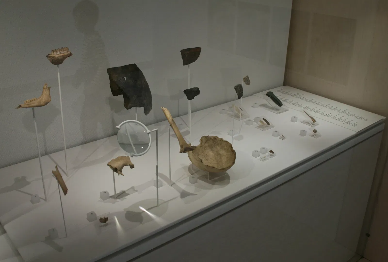 Musée de l'Évolution humaine