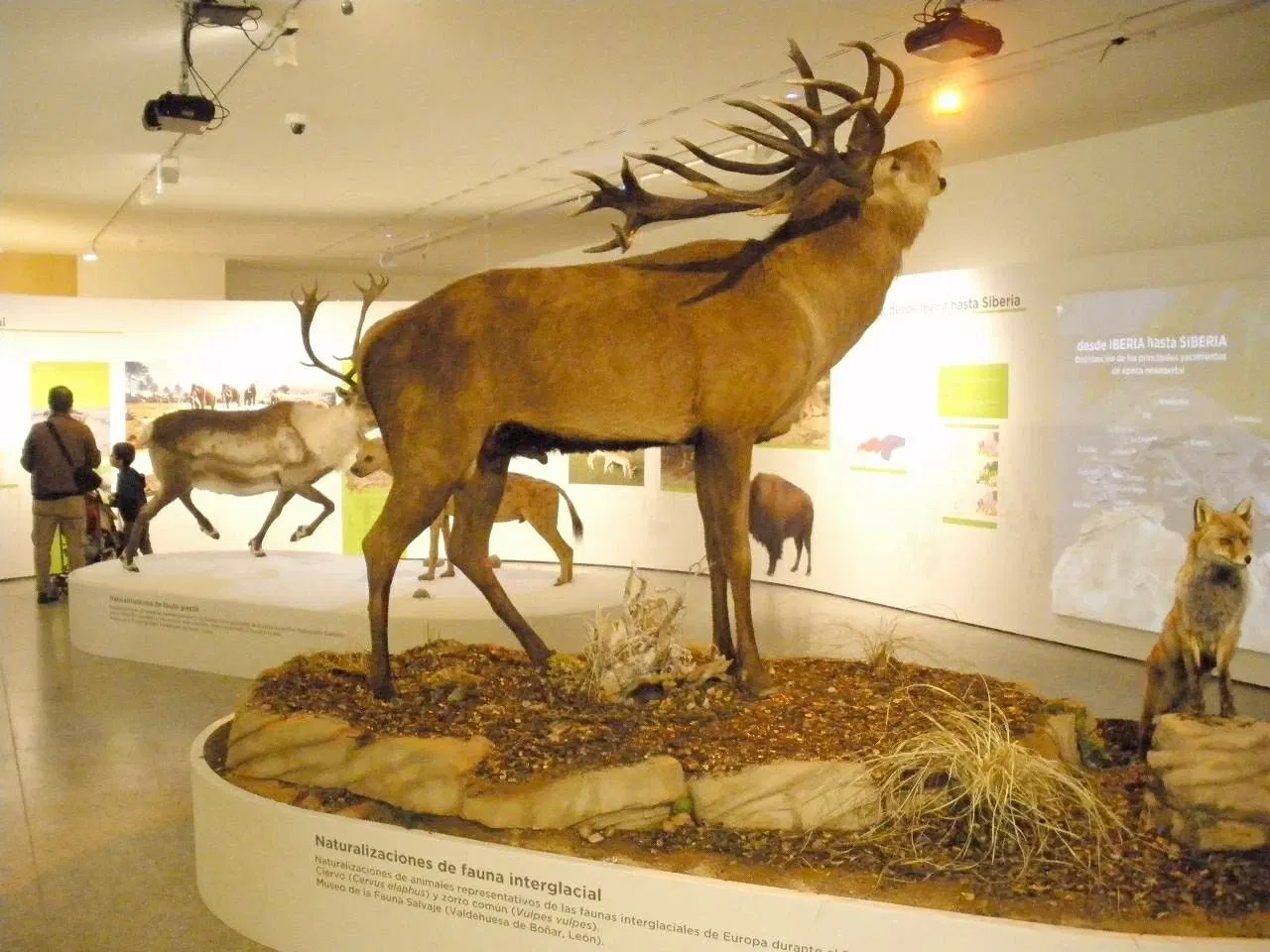 Museo de la Evolución Humana