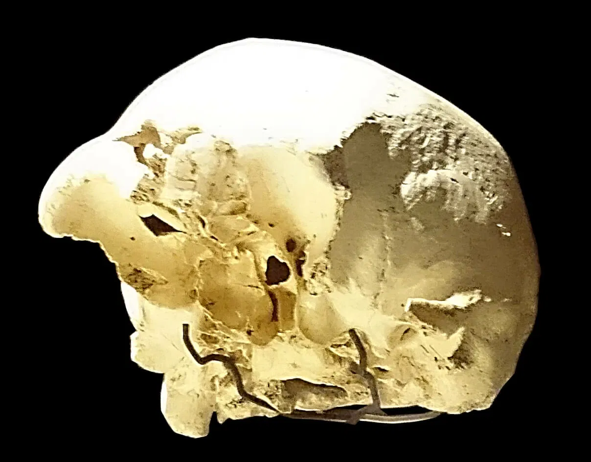 Musée de l'Évolution humaine