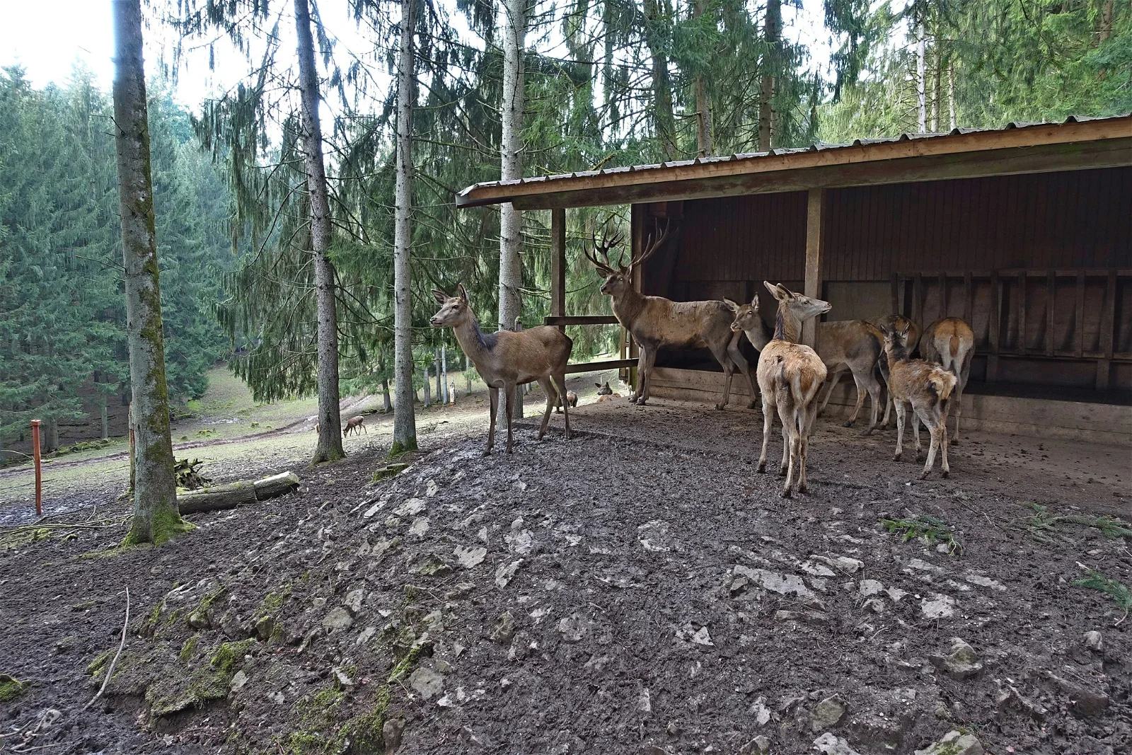 Wildgehege beim Bergsee