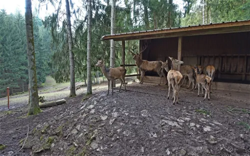 Wildgehege beim Bergsee