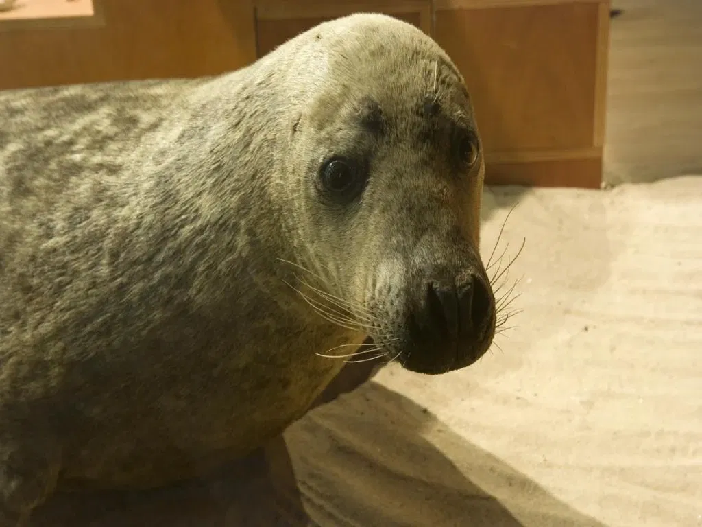 Museo Marítimo del Cantábrico
