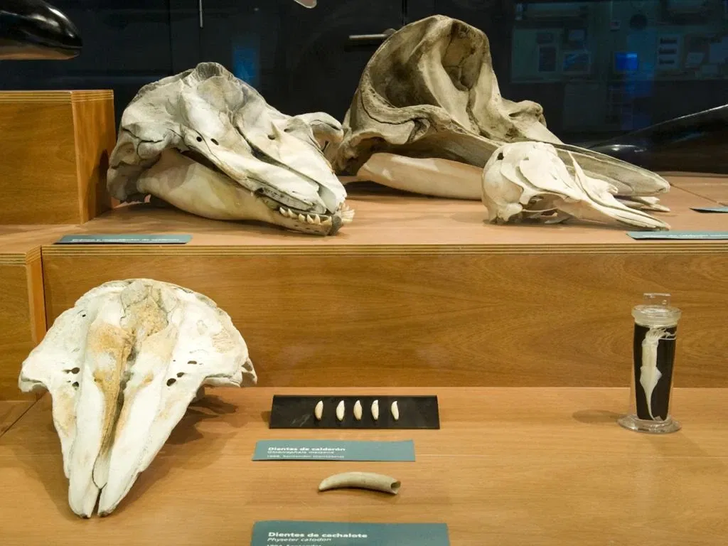 Museo Marítimo del Cantábrico