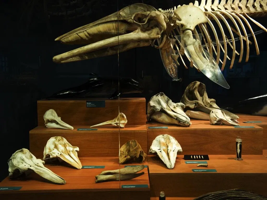 Museo Marítimo del Cantábrico