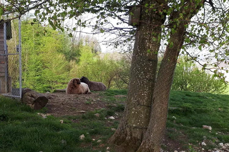 Wildpark Mühletäli
