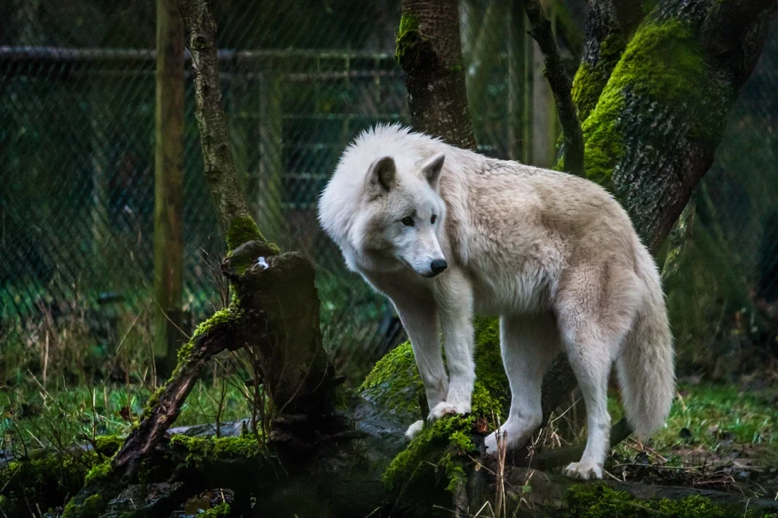 Wolfspark Werner Freund