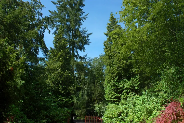 Forstbotanischer Garten Eberswalde