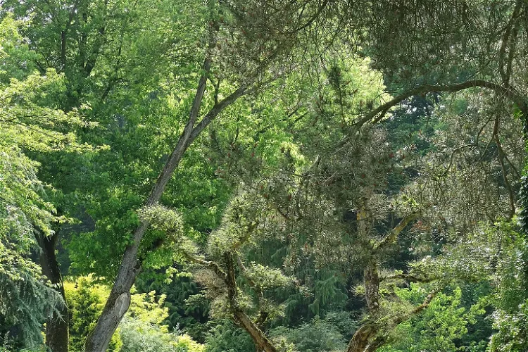 Hof Botanical Garden