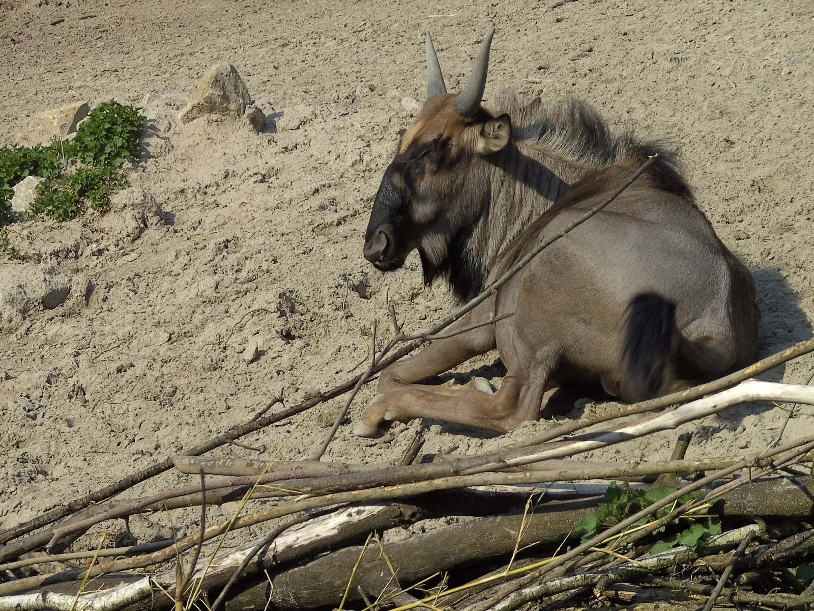 Zoo de Landau in der Pfalz