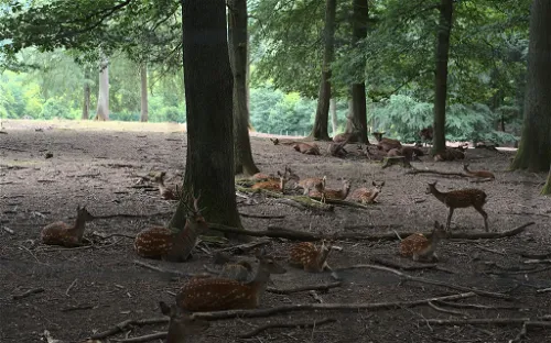 Wildpark Völklingen