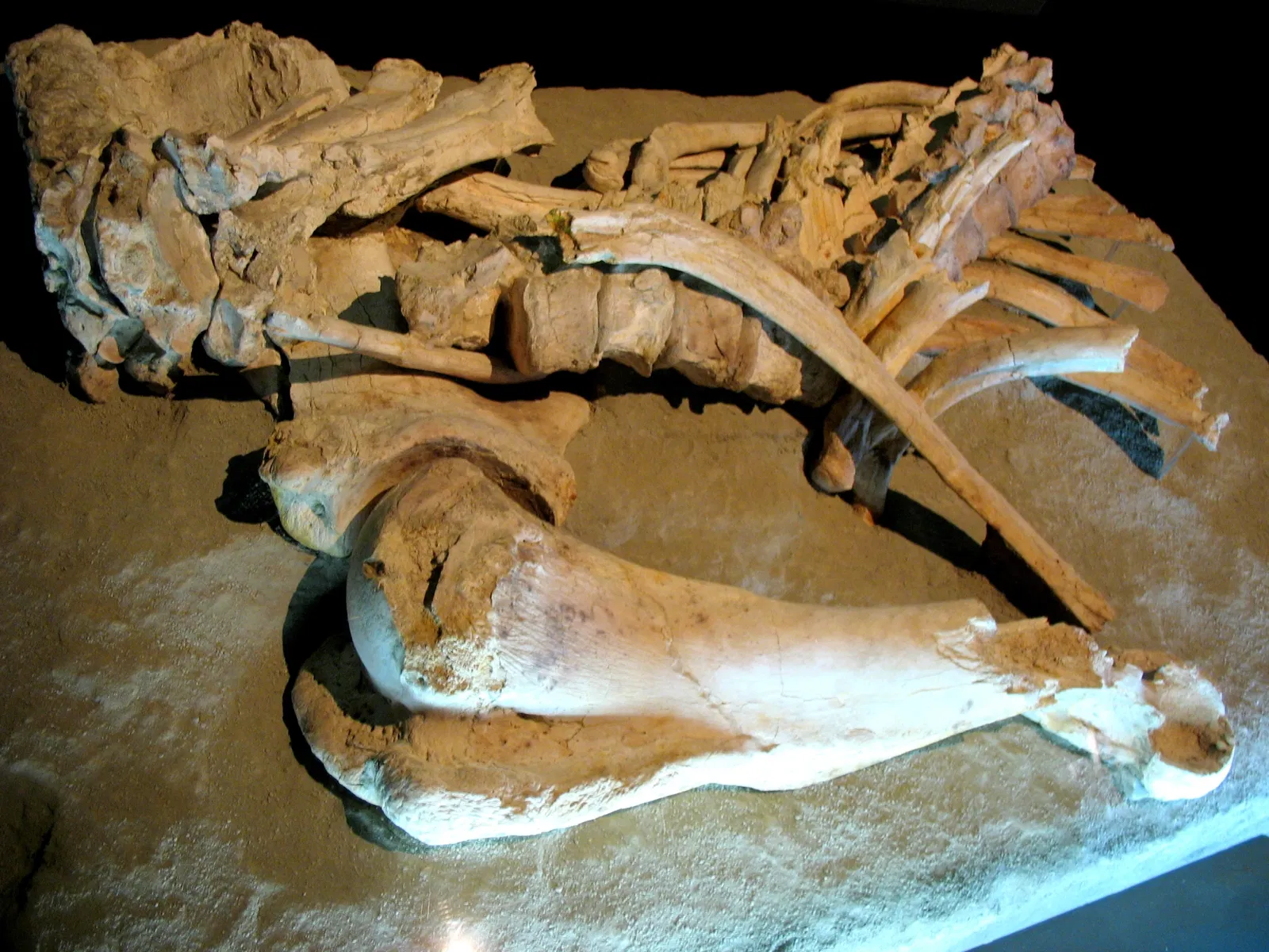 Museo Arqueológico Regional