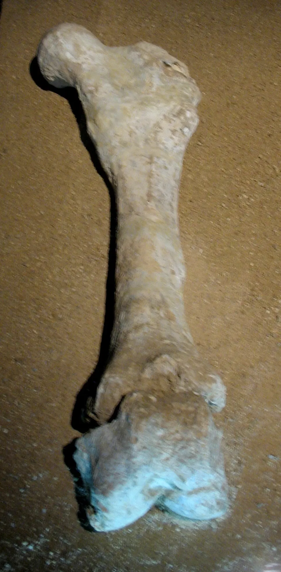 Regional Archaeological Museum