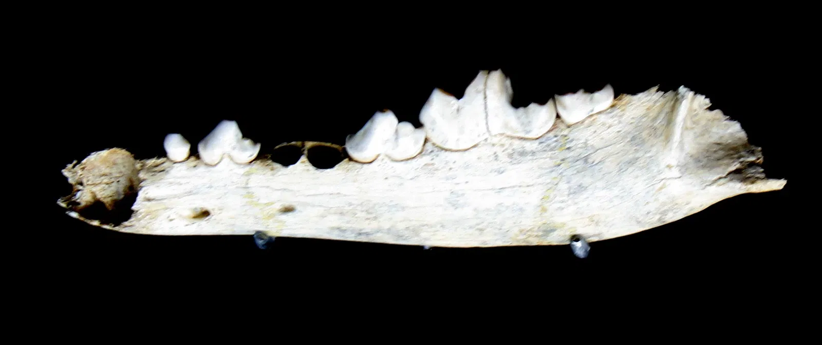 Regional Archaeological Museum