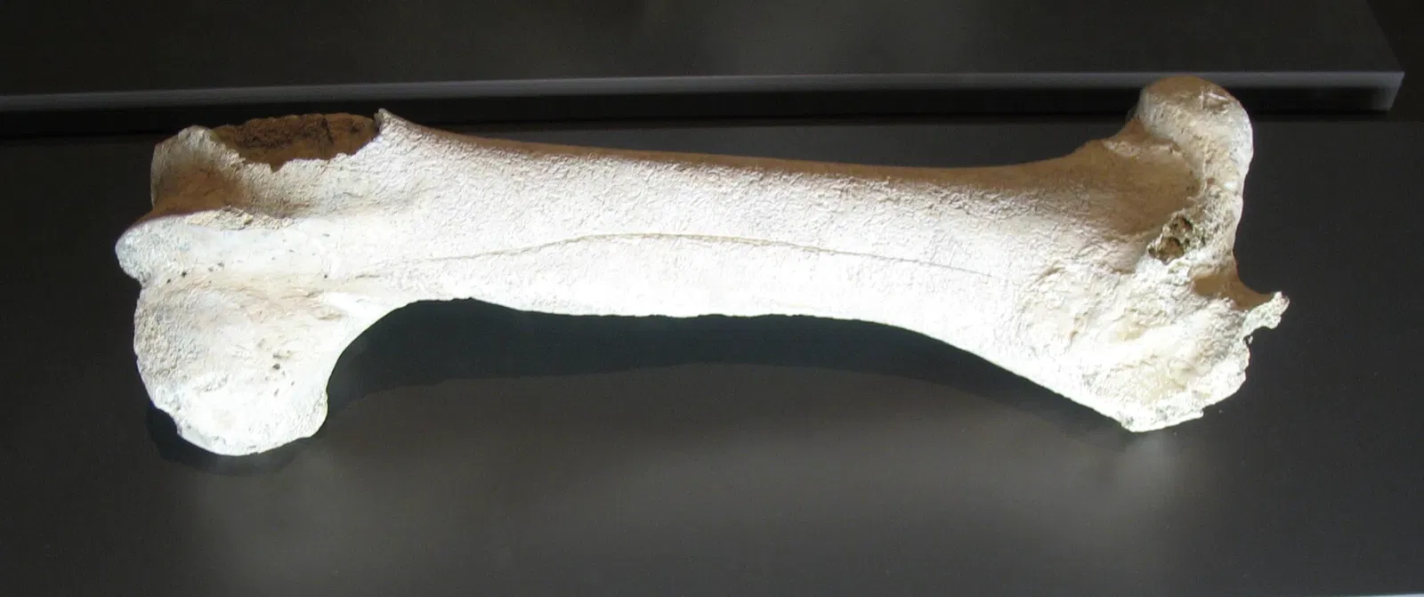 Musée archéologique régional de la Communauté de Madrid