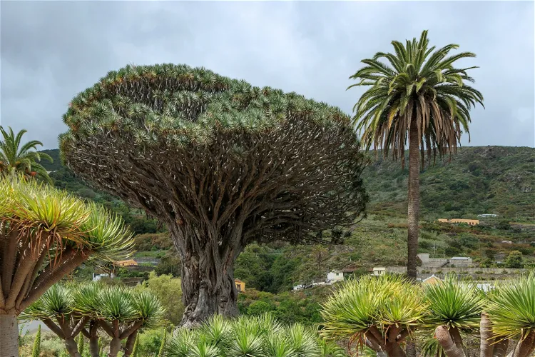 Parque del Drago