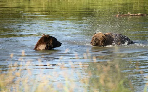 Alaska Wildlife Conservation Center