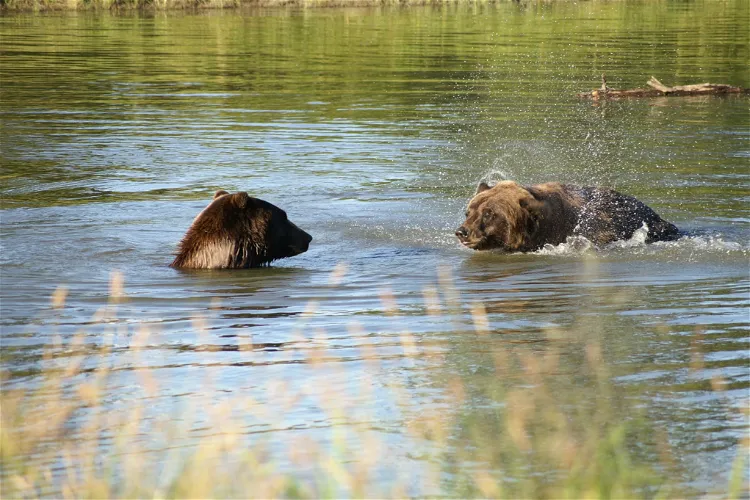 Alaska Wildlife Conservation Center