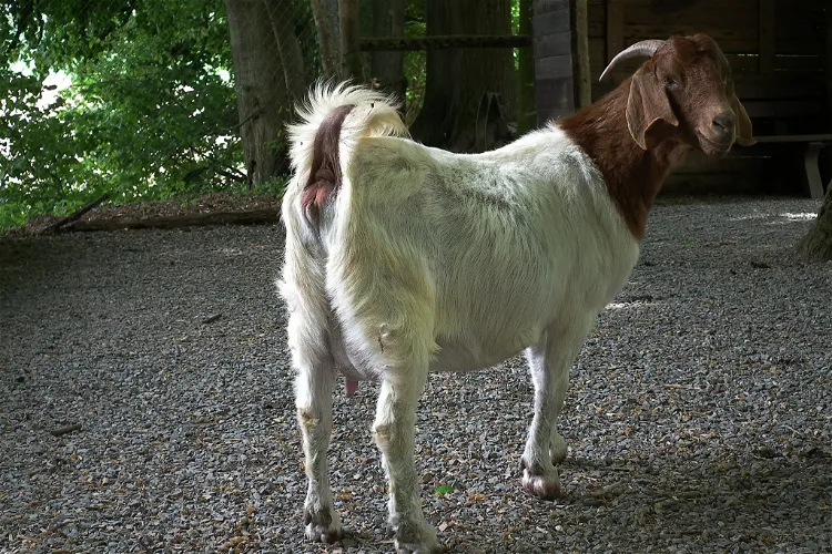 Bretten Zoo