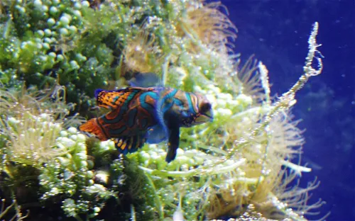 Meereszentrum Fehmarn